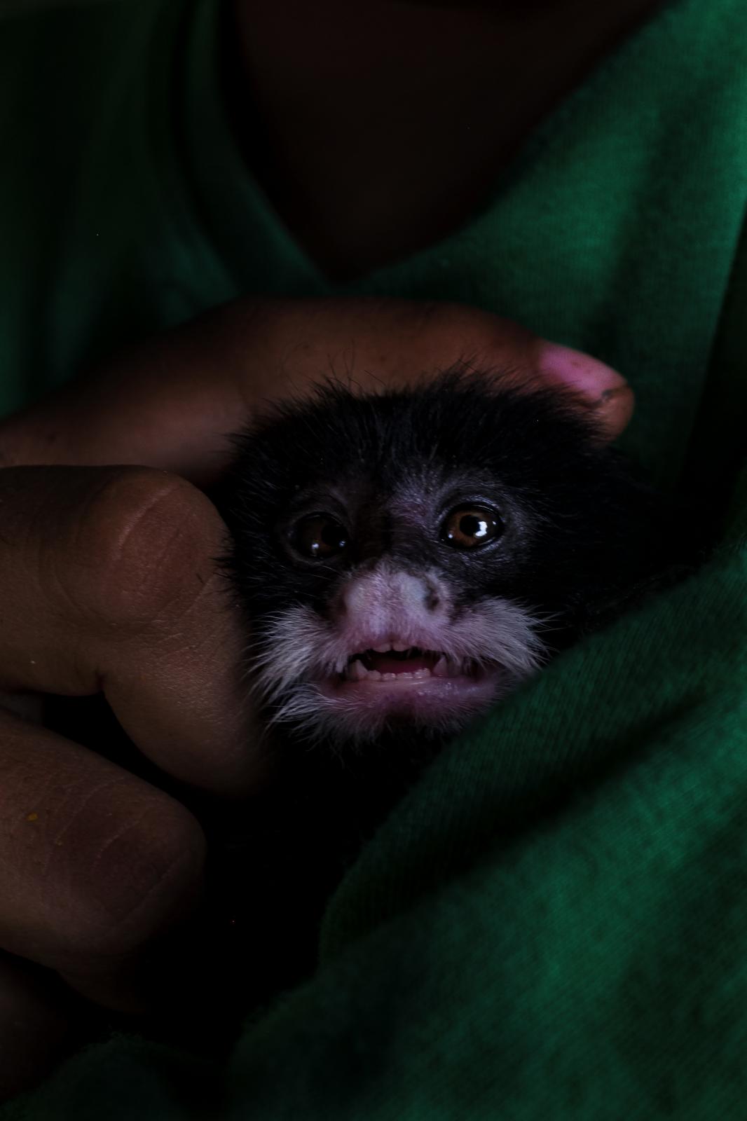 Amazonas l - A boy carries a baby monkey that was taken from its...