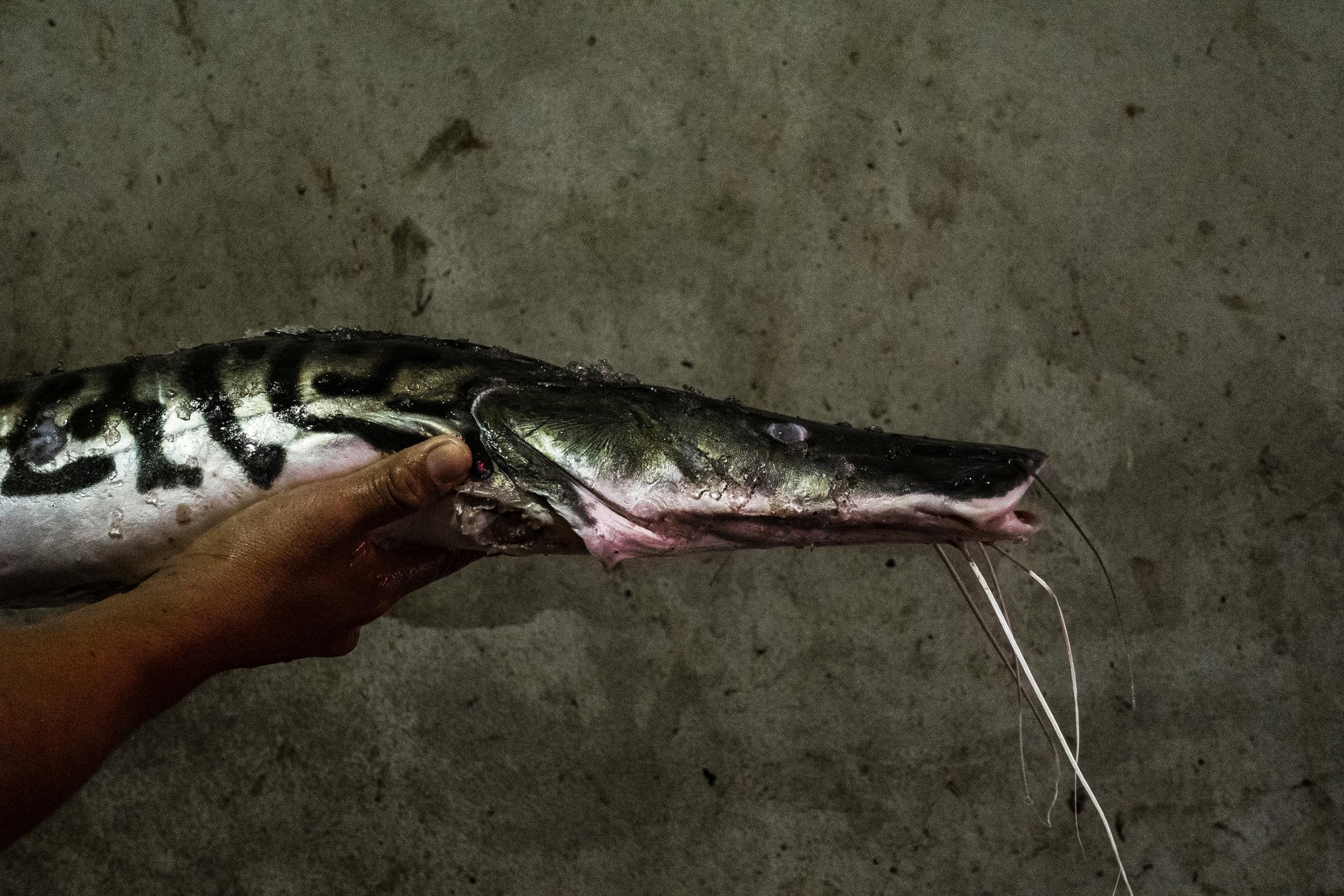A man sells a Doncella fish in a market in Iquitos, Peru. The Doncella fish is a species of bagre or &quot;catfish&quot; and, like the paiche, is a characteristic species of the Amazon. It is the primary food of many families.