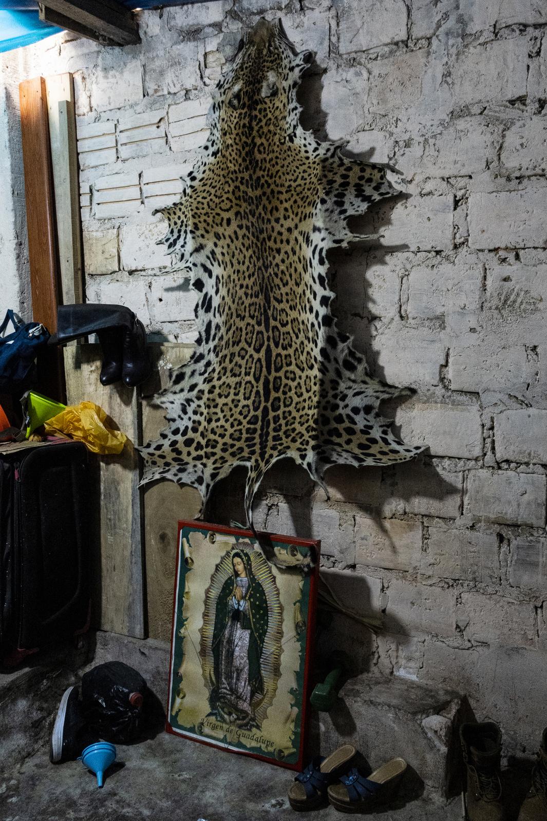 Amazonas ll - A Jaguar skin for sale in a store in the Belen market in...