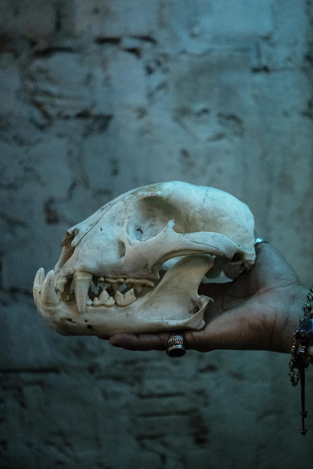 Amazonas ll - A Jaguar skull for sale in a market in Tabatinga, Brazil....