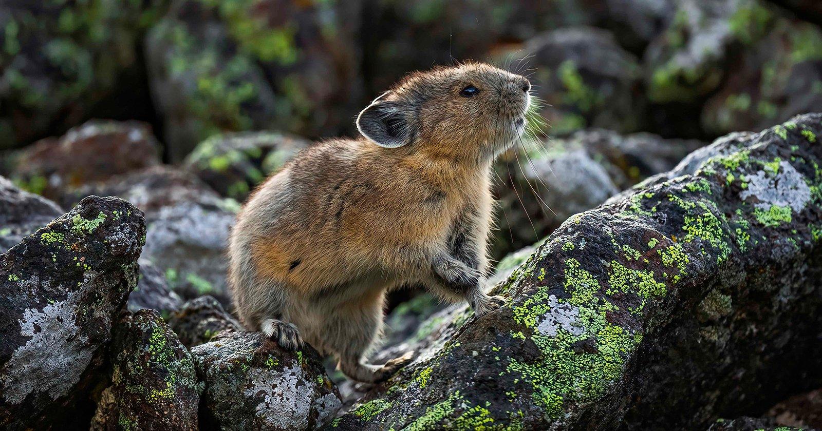 Photographing the American Pika, a Tiny Indicator of Climate Change