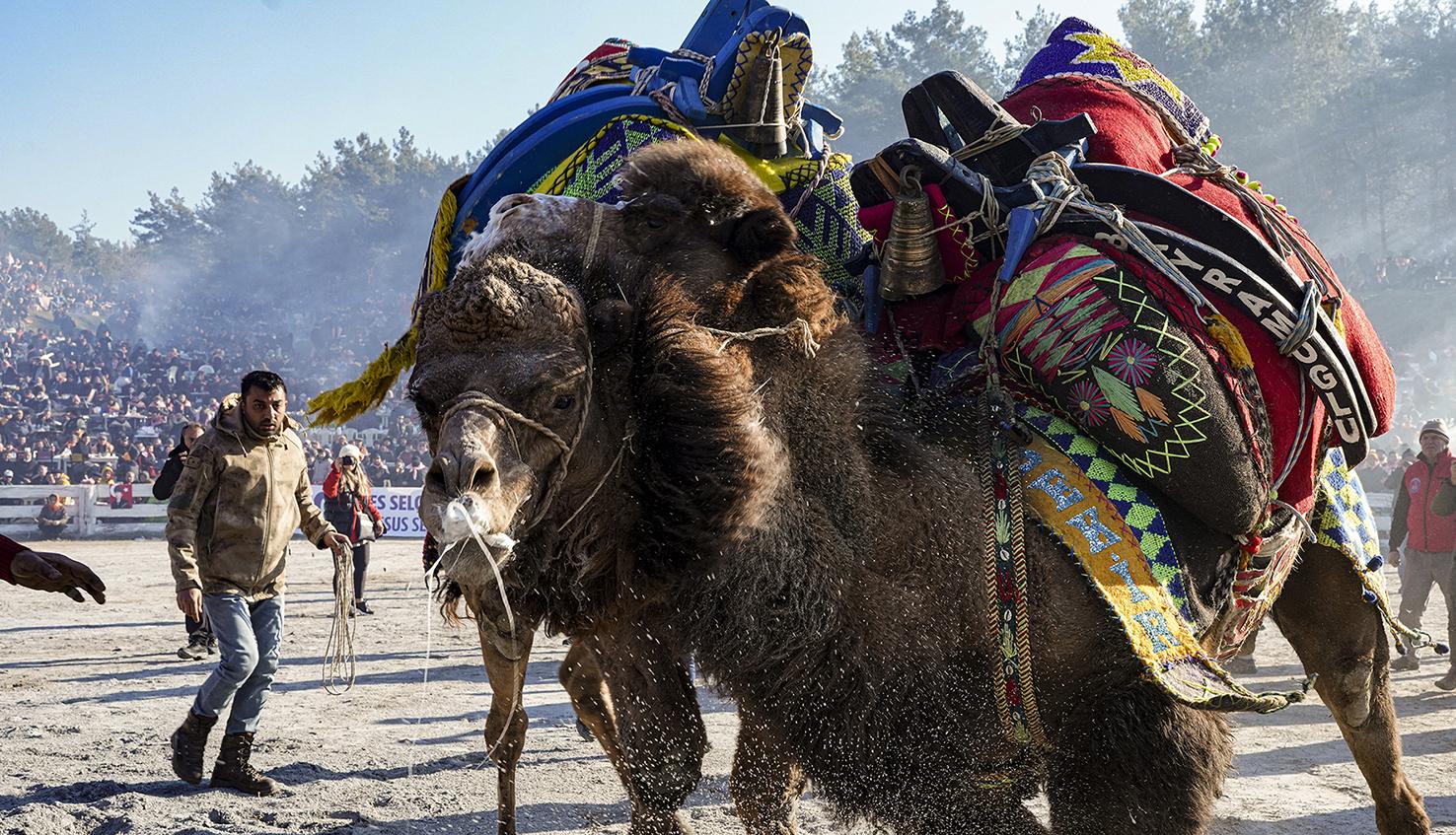 Camel Wrestling - 