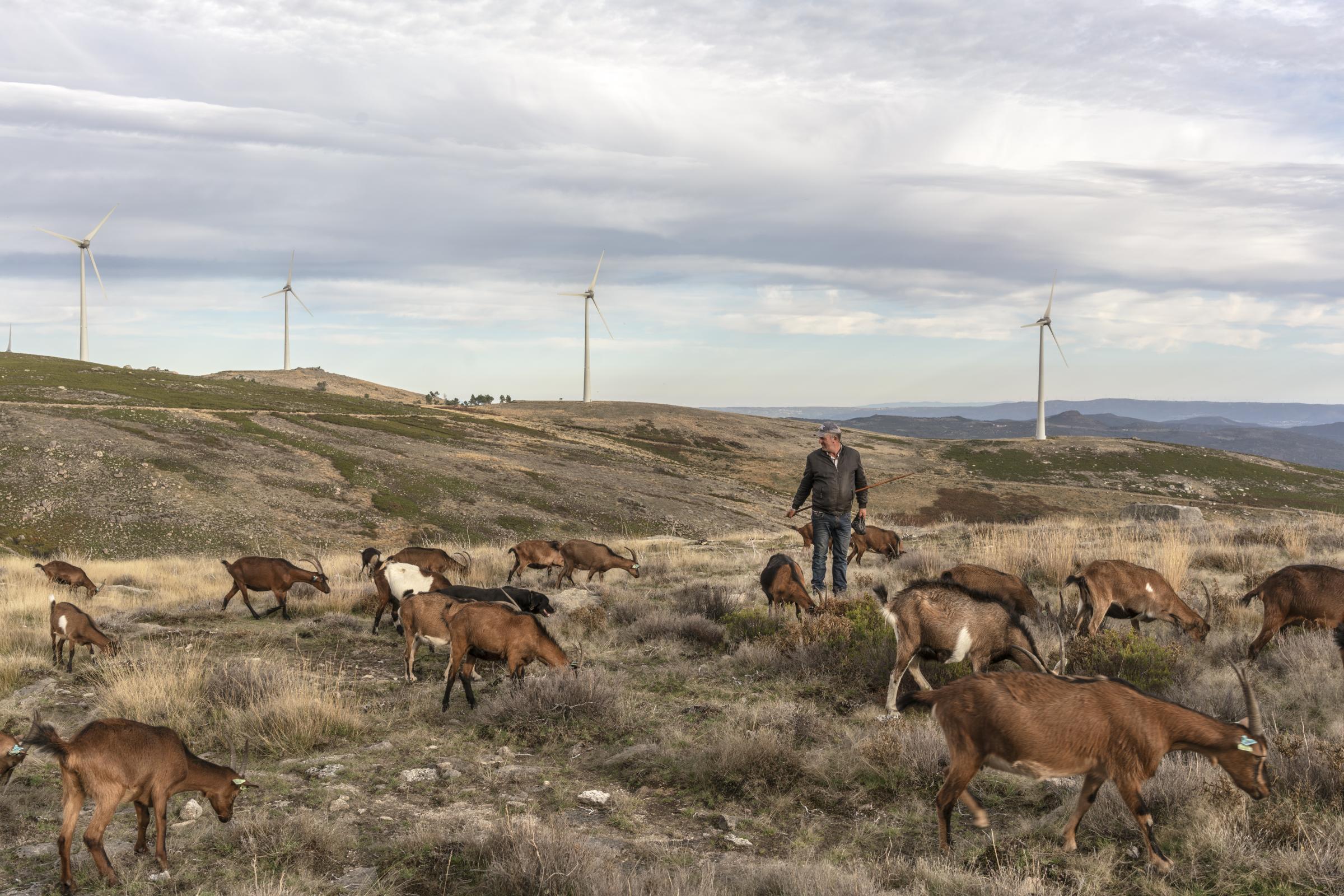 Cerdedo, October 23rd 2021 - Paulo das Cabras takes his 300 goats and sheep to graze among the wind turbines that dot the ridges of the hills of the Barroso region. He lives in Cerdedo, a village near Covas do Barroso, where the first of several lithium mines planned for the area faces stiff resistance from residents. The mines are part of a strategy by the Portuguese government trying to attract electric car batteries manufacturers to the country, a step it claims to be necessary to fulfill the country&rsquo;s decarbonization targets. The Tr&aacute;s os Montes region of Portugal, of which the Barroso region is part, produces 25% of the renewable energy consumed by the country. Little of the revenue generated by this industry stays there, which is the poorest region in the country