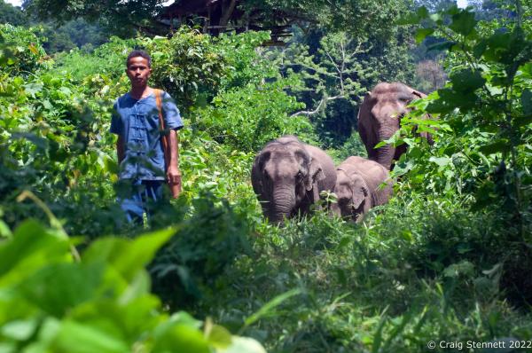 Elephant Rescue-Thailand - BAAN TUEK, THAILAND- JULY 26: A Mahout leads Asian rescue...