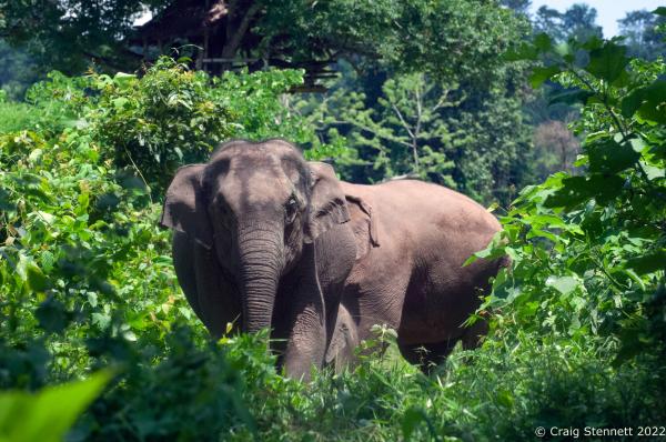 Elephant Rescue-Thailand - BAAN TUEK, THAILAND- JULY 26: Asian rescue Elephants from...