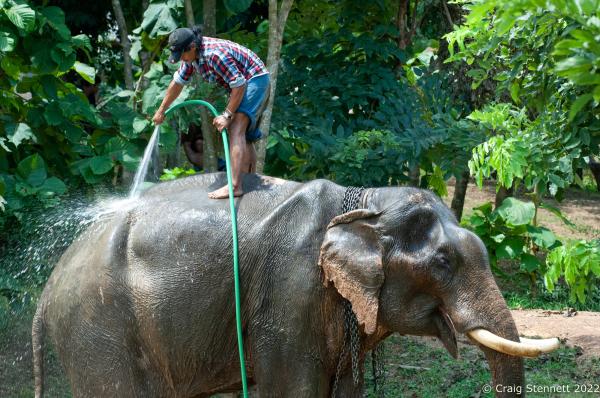 Elephant Rescue-Thailand - BAAN TUEK, THAILAND- JULY 26: Mahout Anon washing down...