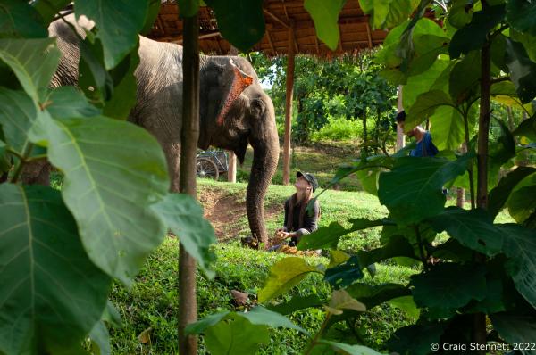 Image from Elephant Rescue-Thailand - BAAN TUEK, THAILAND- JULY 27: Katherine Connor feeding...