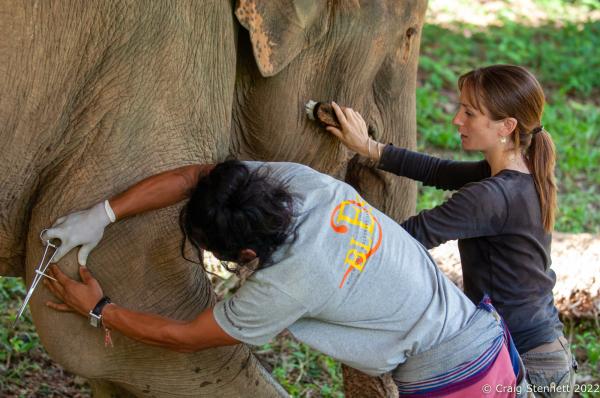 Elephant Rescue-Thailand - BAAN TUEK, THAILAND- JULY 27: Katherine Connor with her...