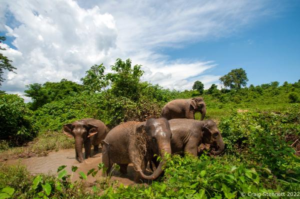 Elephant Rescue-Thailand - BAAN TUEK, THAILAND- JULY 26: Asian elephants bathe on...