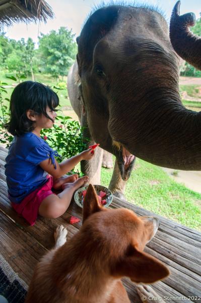 Image from Elephant Rescue-Thailand - BAAN TUEK, THAILAND- JULY 28: Hope Connor feeding one of...