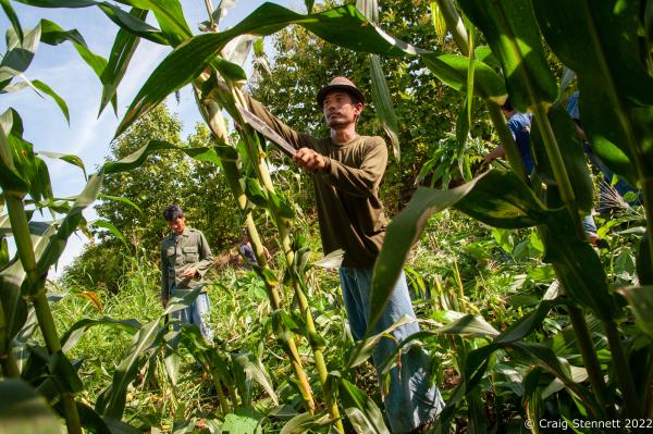 Image from Elephant Rescue-Thailand - BAAN TUEK, THAILAND- JULY 29: Mahouts cutting corn for...