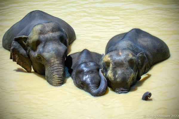 Elephant Rescue-Thailand - BAAN TUEK, THAILAND- JULY 26: Asian elephants bathing on...