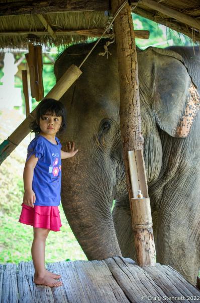 Elephant Rescue-Thailand - BAAN TUEK, THAILAND- JULY 26: Hope Connor with elelphant...