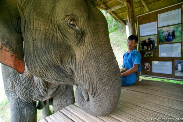 Elephant Rescue-Thailand - BAAN TUEK, THAILAND- JULY 26: One of the Asian elephants...