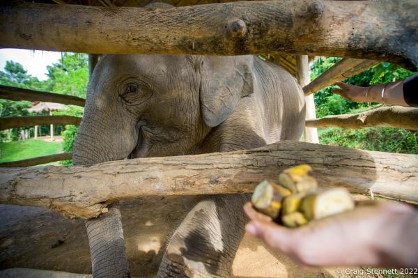 Elephant Rescue-Thailand - BAAN TUEK, THAILAND- JULY 26: Katherine Connor working on...