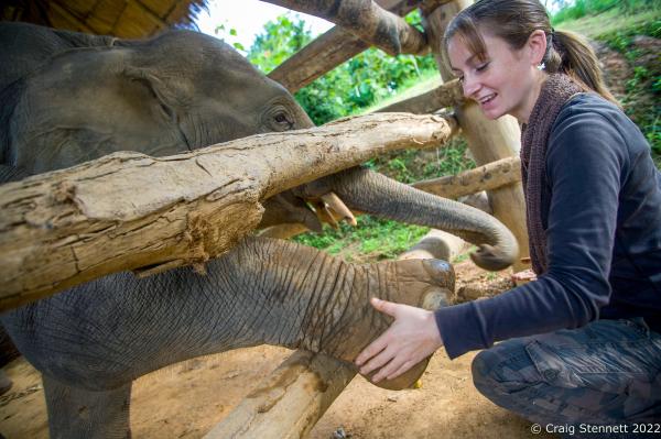 Elephant Rescue-Thailand - BAAN TUEK, THAILAND- JULY 26: Katherine Connor working on...