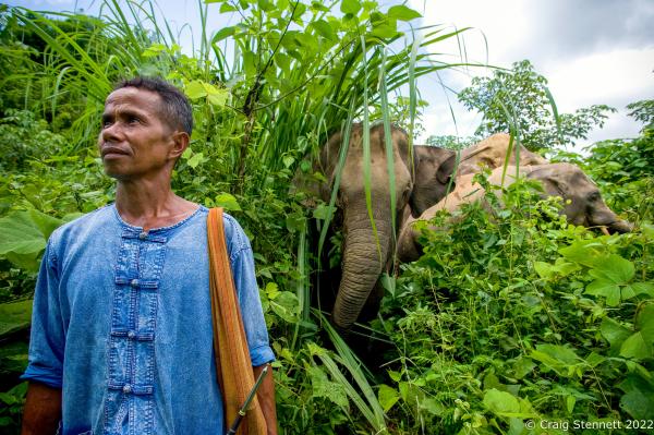 Elephant Rescue-Thailand - BAAN TUEK, THAILAND- JULY 26: Mahout Lor with Asian...