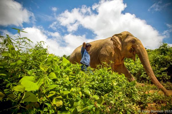Elephant Rescue-Thailand - BAAN TUEK, THAILAND- JULY 26: Elephants return from...