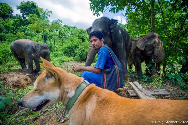 Elephant Rescue-Thailand - BAAN TUEK, THAILAND- JULY 26: Mahout Nen with the Asian...