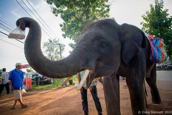Elephant Rescue-Thailand - UTTARADIT, THAILAND- JULY 26: A Street 'Beggar'...