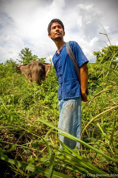 Elephant Rescue-Thailand - BAAN TUEK, THAILAND- JULY 26: Mahout Nen with his Asian...