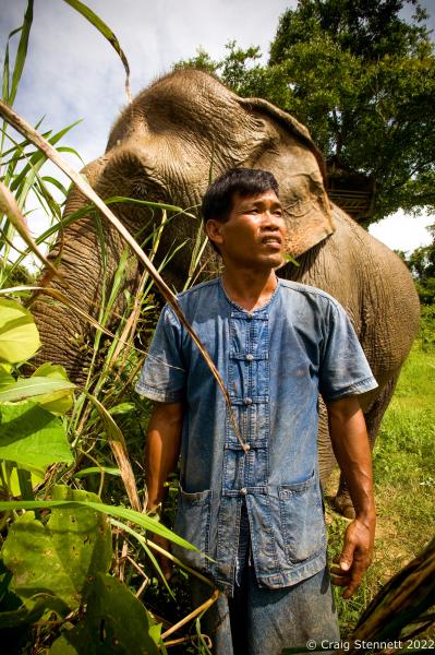 Elephant Rescue-Thailand - BAAN TUEK, THAILAND- JULY 26: Mahout Som Chai Ubon with...