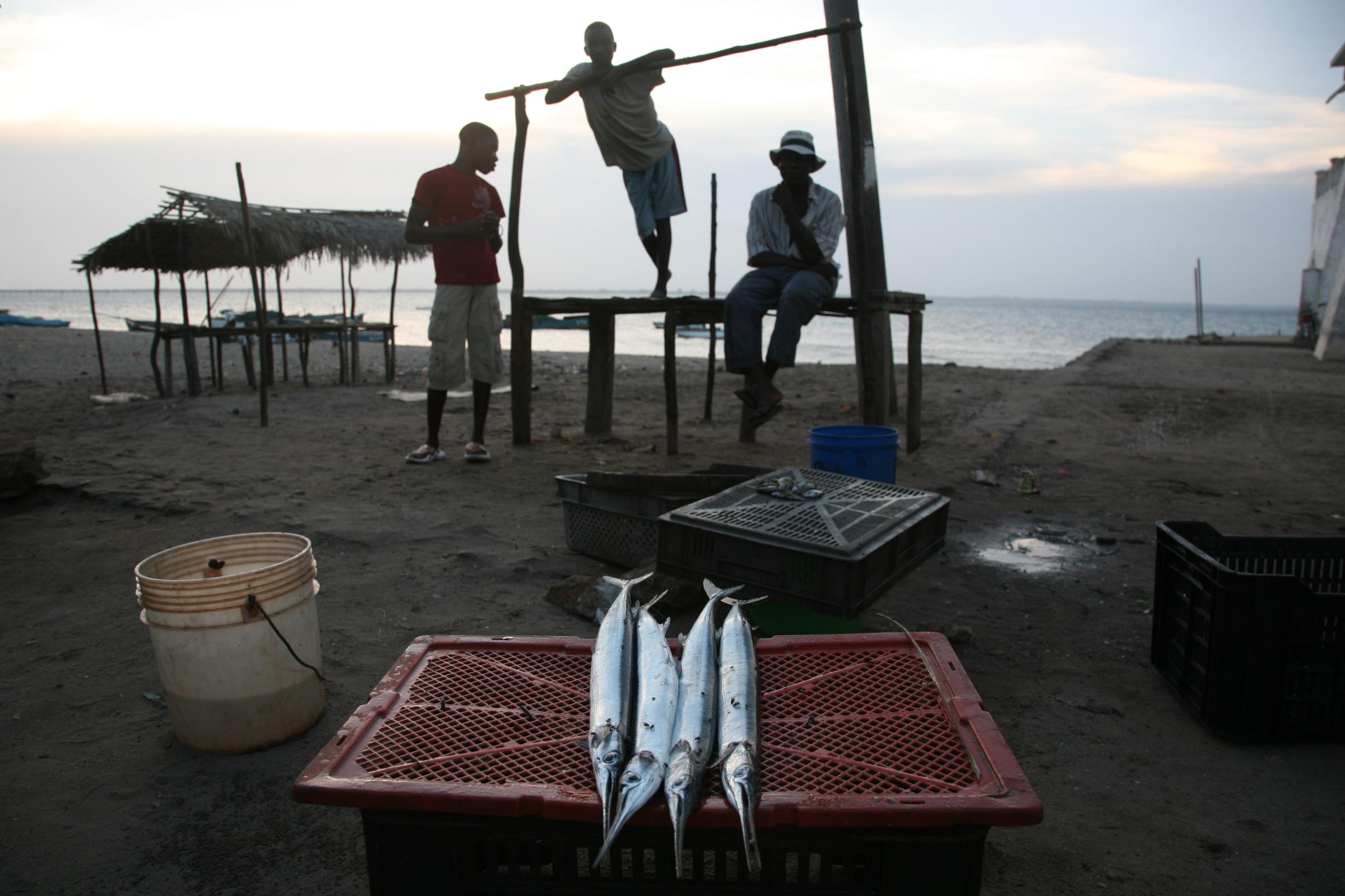 Mozambique - Image of three sword fish at Ilha de Mozambique,...
