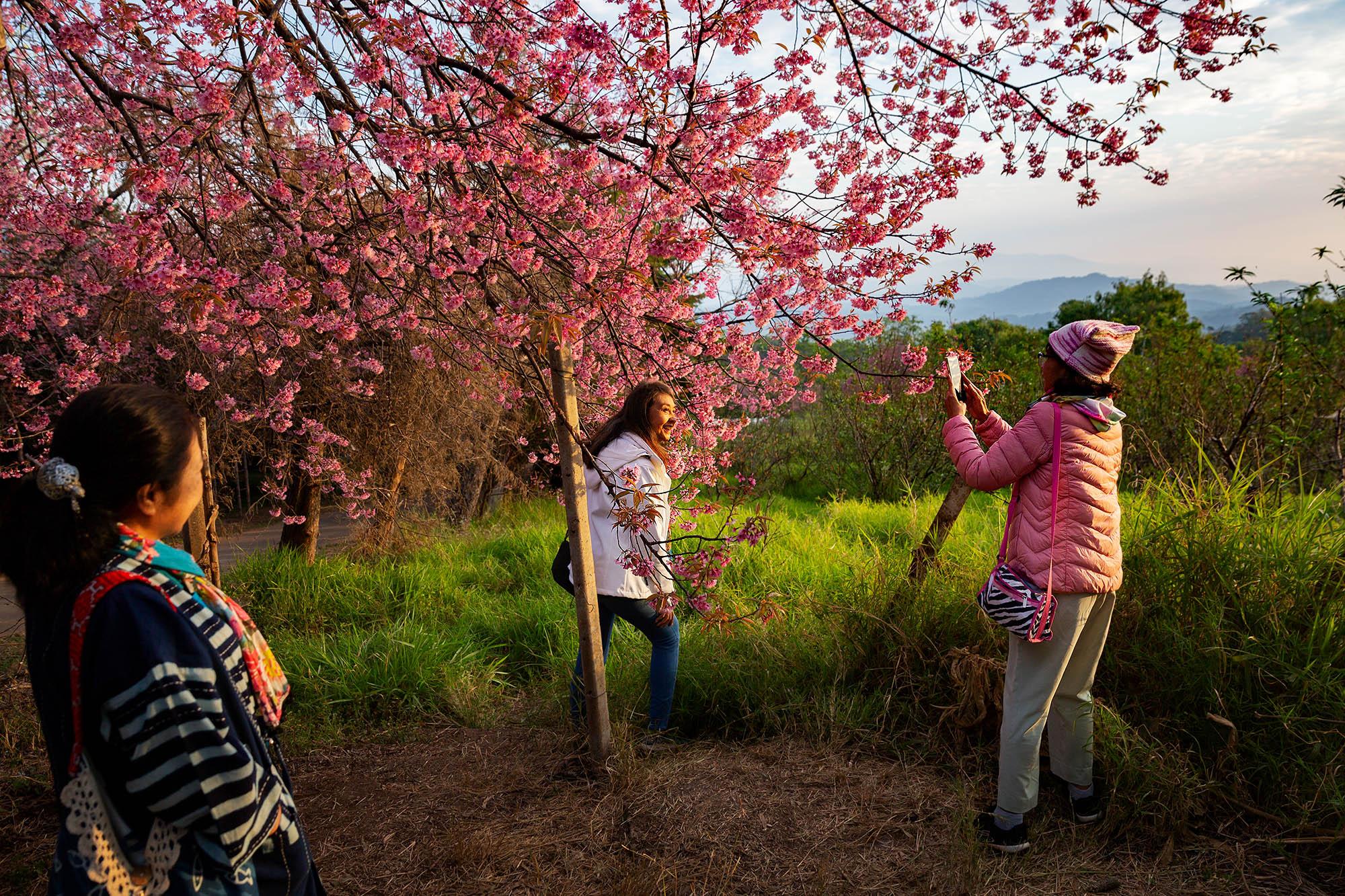 Travel - Tourists take a picture with cherry blossoms at Khun Wang...