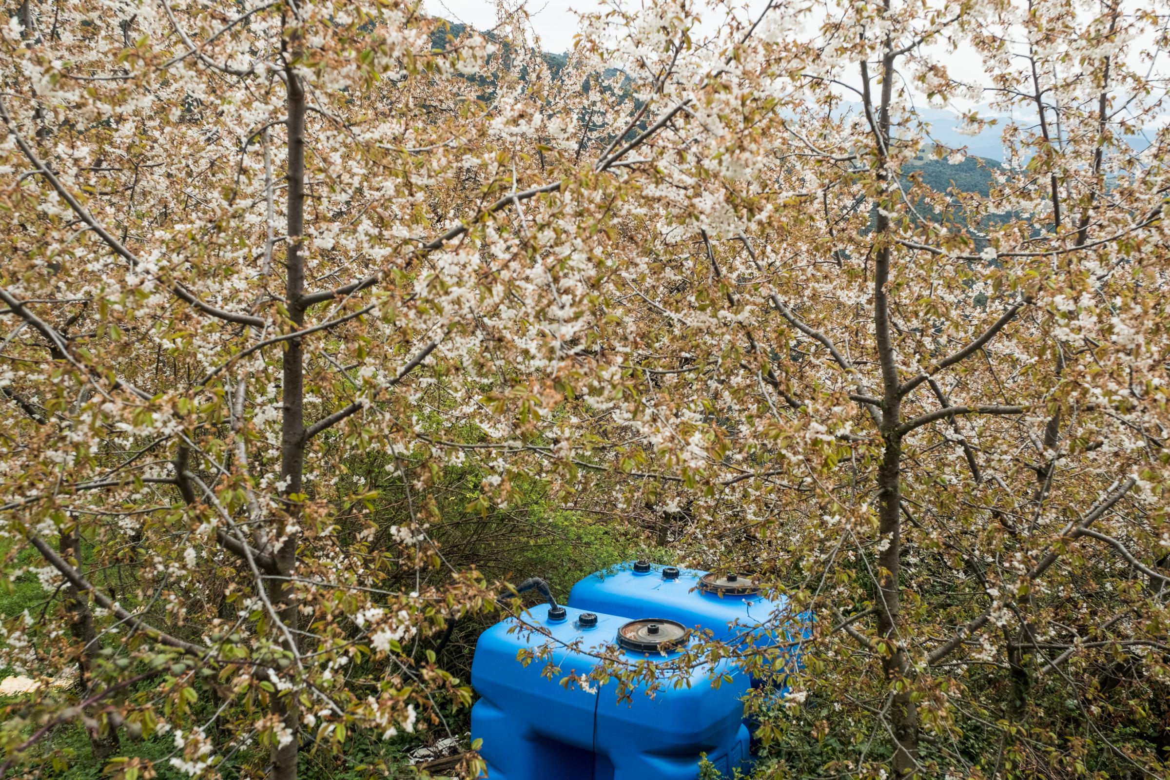 Rutopia - Blue water tanks, surrounded by spring blossems, store...