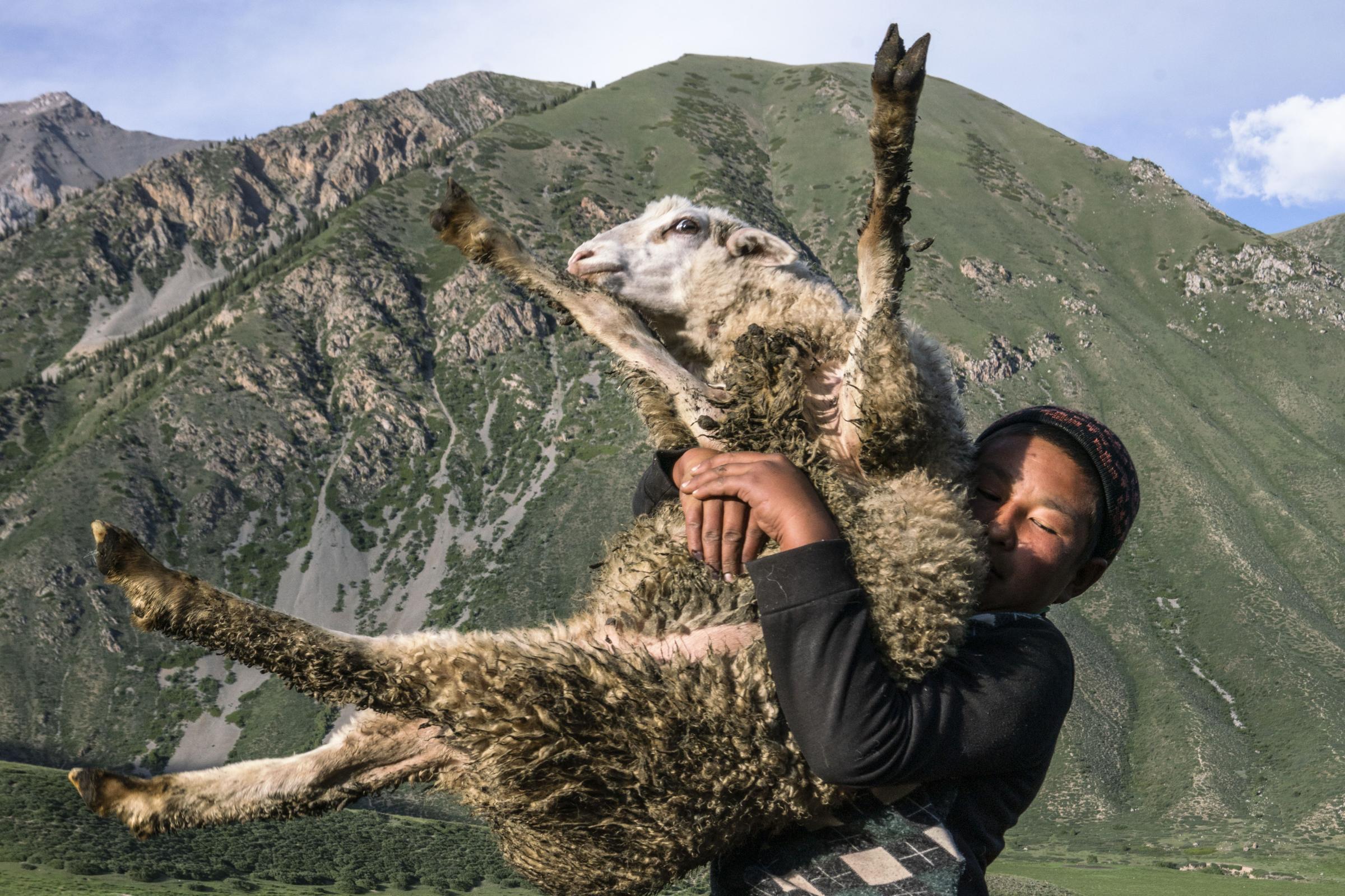 Nomads - A young boy from a neighboring yurt camp collects a sheep from the Arsanaliev family herd that...