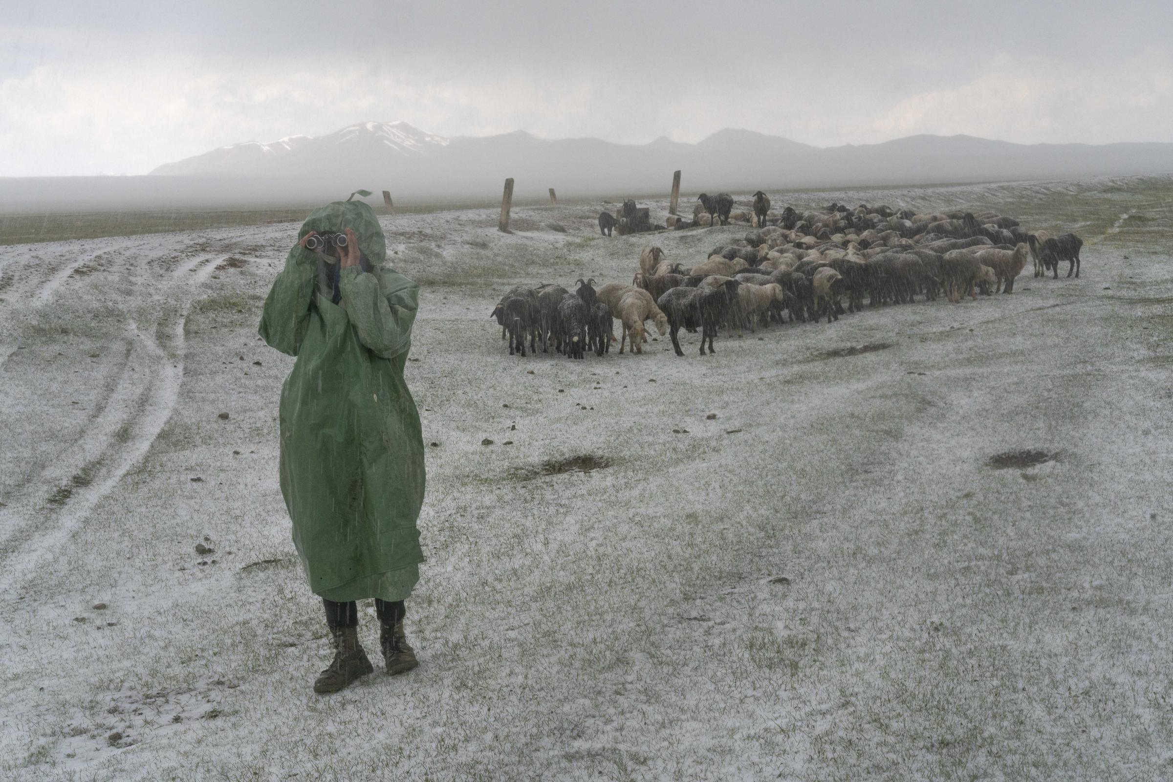 Nomads - Myrbek looks for separated sheep during a freak hail storm. Song Kol, Naryn Region, Central...