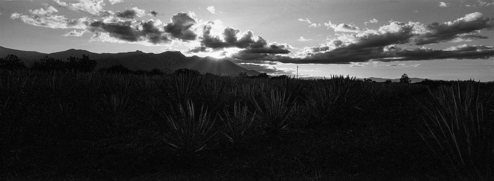 Agave Field, Oaxaca  November 2021