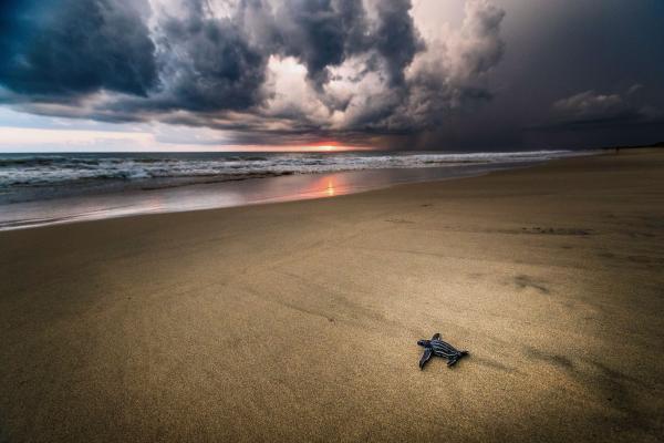 Image from Singles - Baby turtle makes a break for freedom in La Ventanilla...