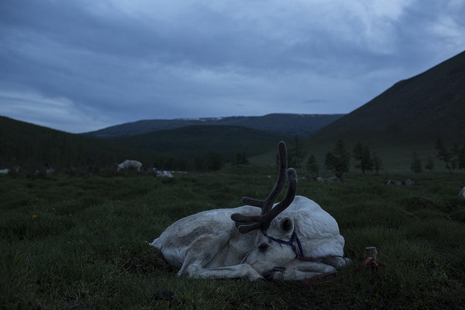 Tsaatan - 