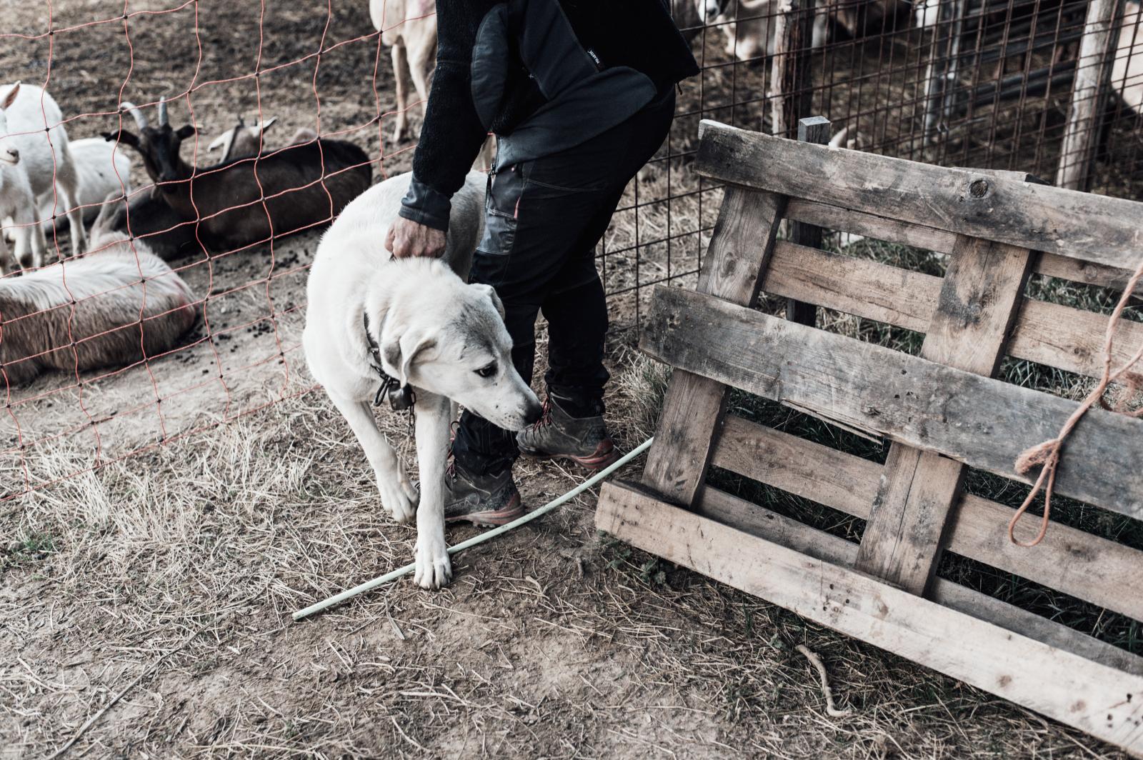 Gian Vittorio prepares to lead ...o pasture with his shepherd dog