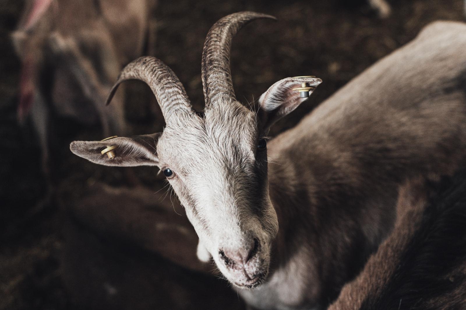 A goat of the Roccaverano species