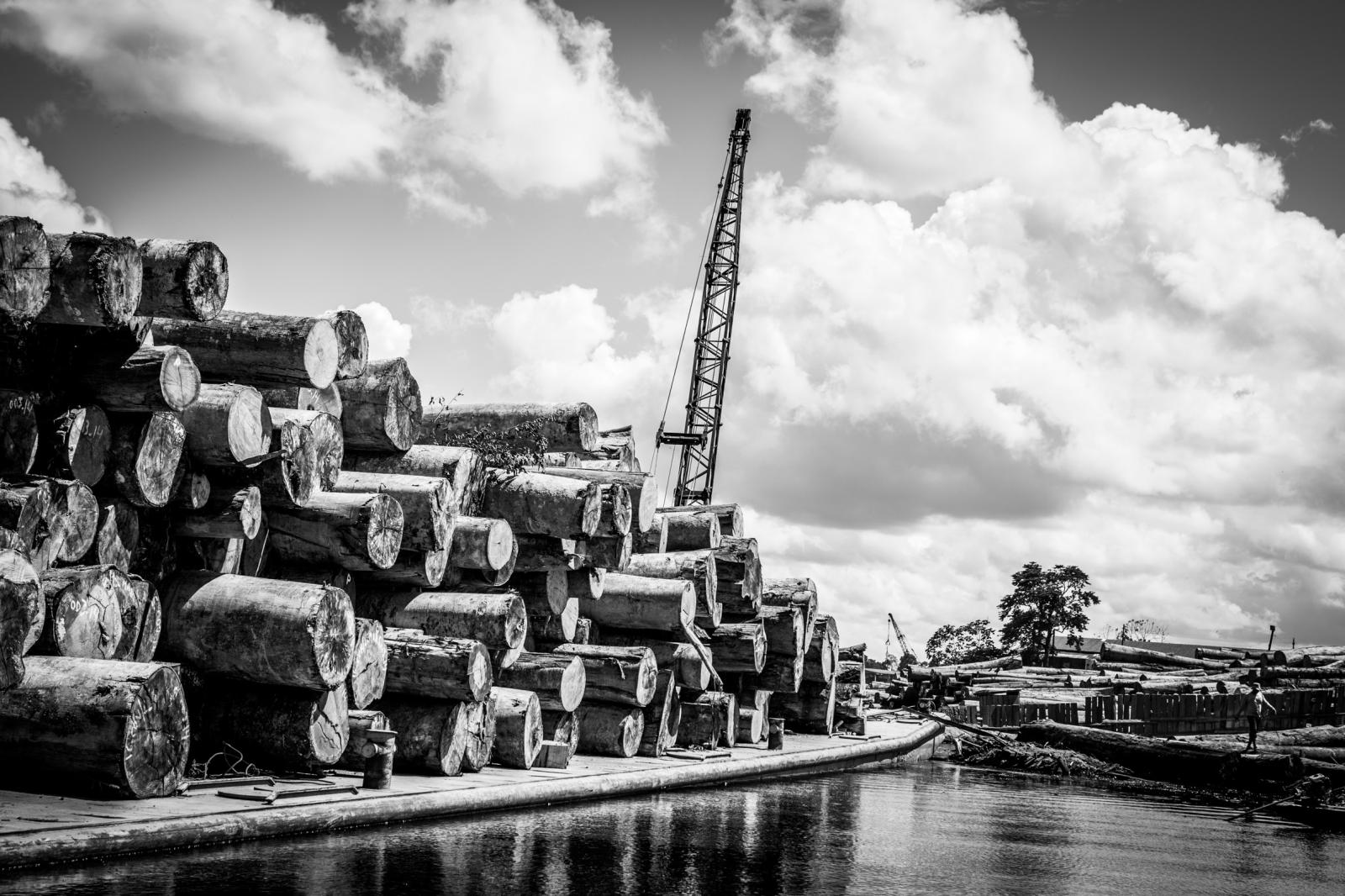 Logs arriving at the sawmills a...ted at eight Pucallpa sawmills.