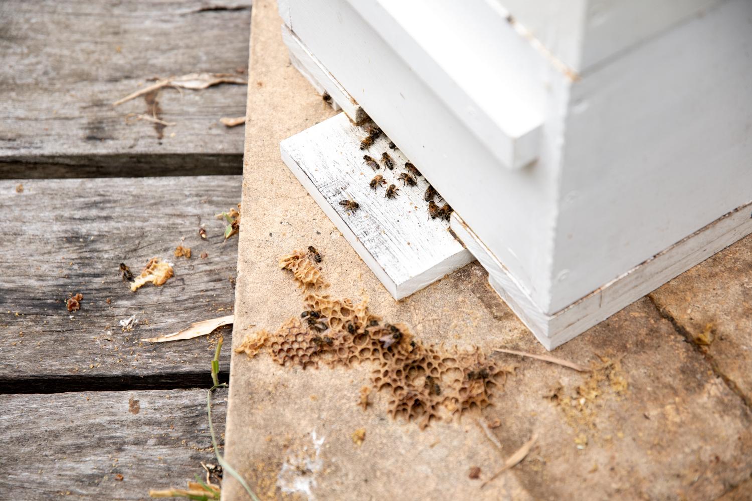 Honest Hives - 
