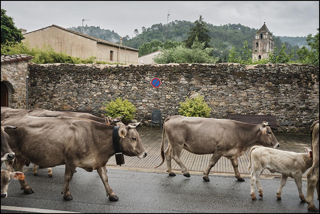 Transhumància de vaques al Piri...Països Catalans © Oriol Clavera
