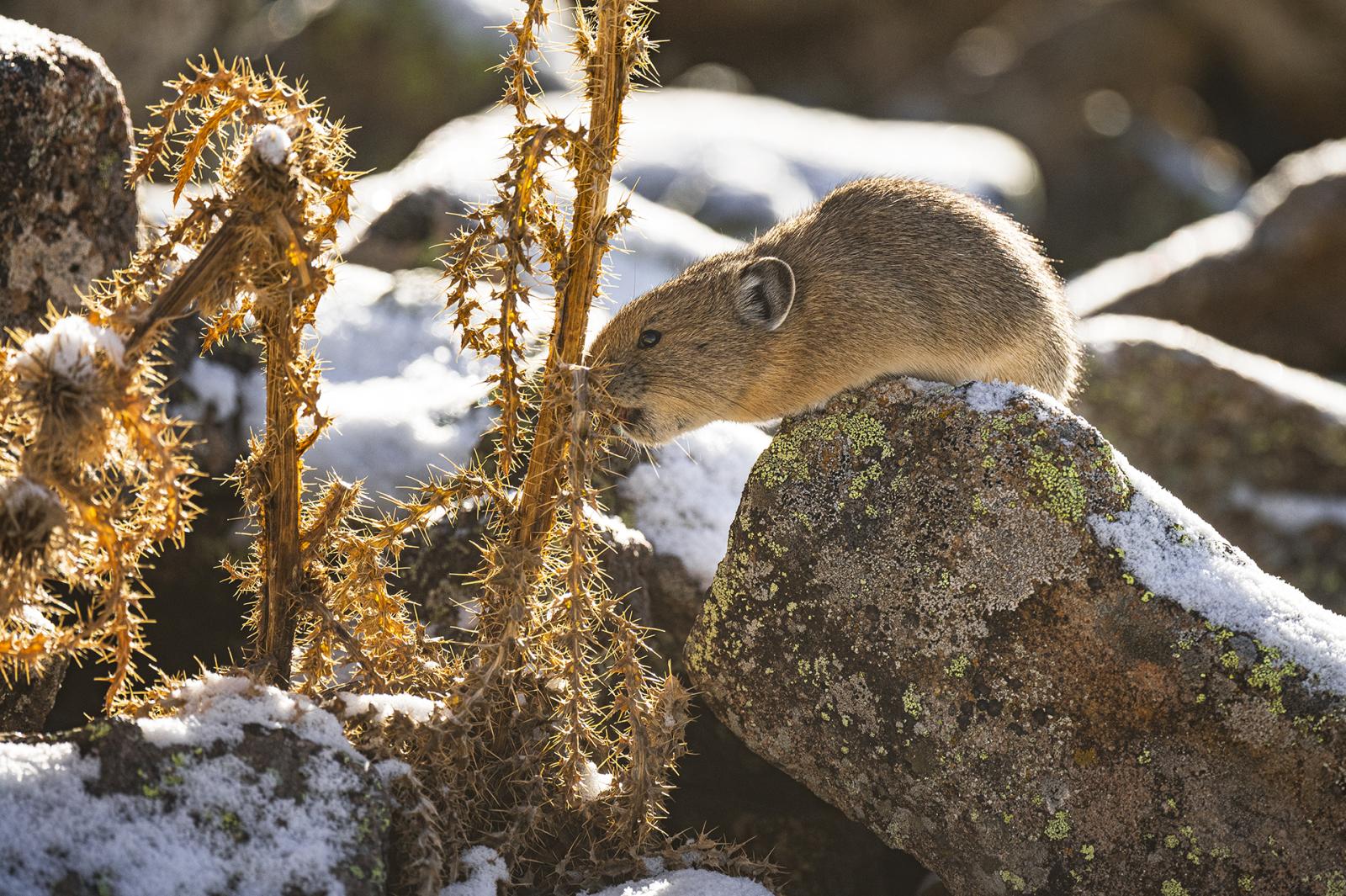 American Pika: A Busy Winter Morning