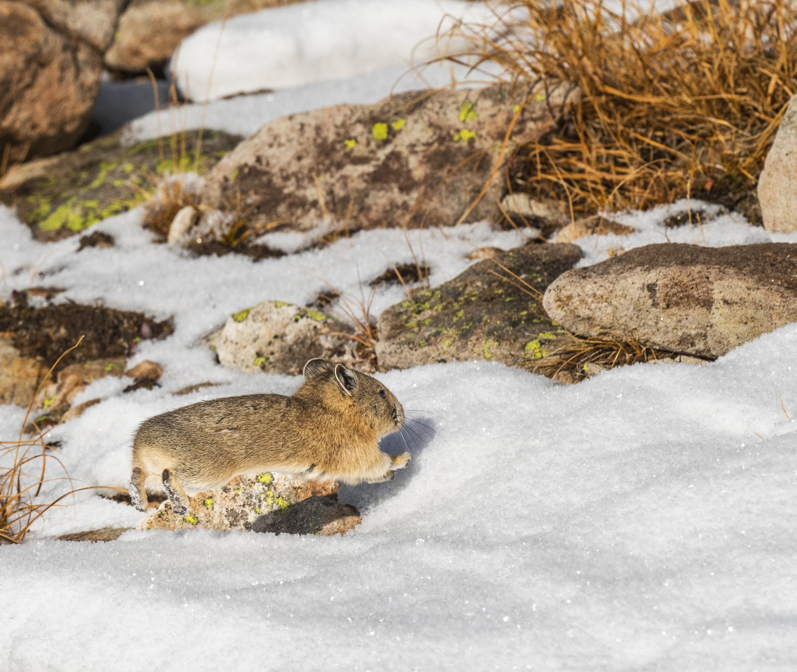 American Pika: A Busy Winter Morning