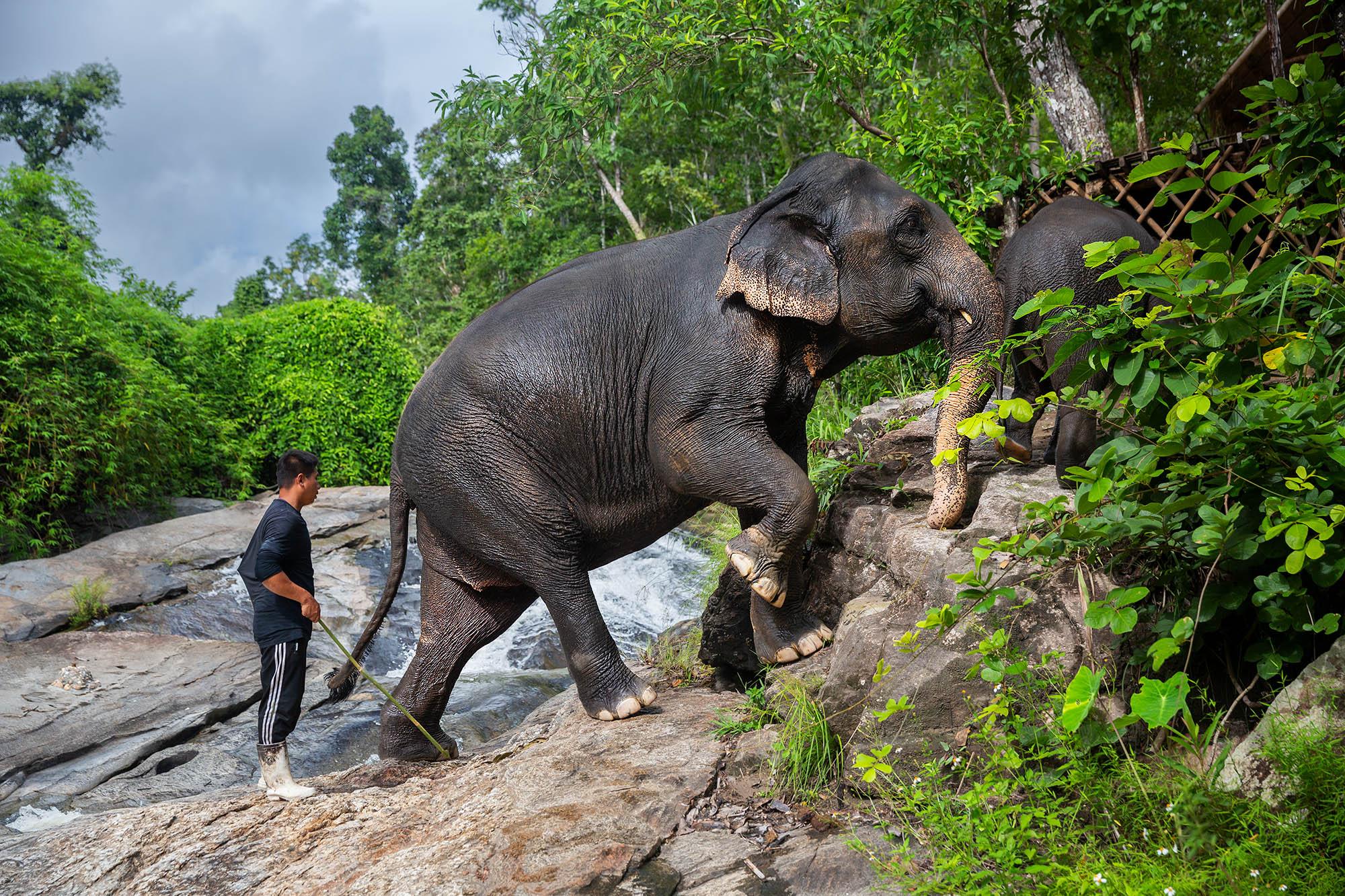 Singles - Charlie, a mahout, follows his elephants away from a...