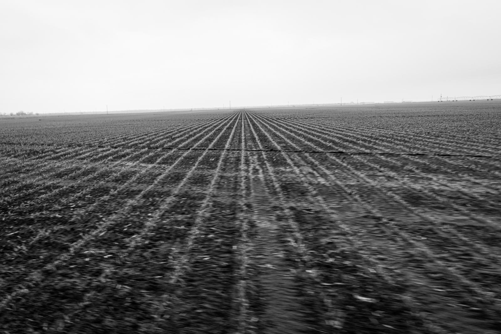 Corn Field. Hondo, Texas. 03.24.2021