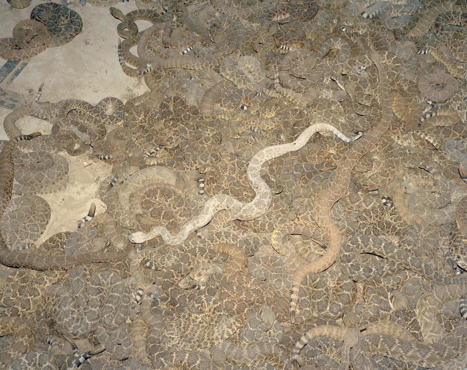Rattlesnake Roundup in Texas