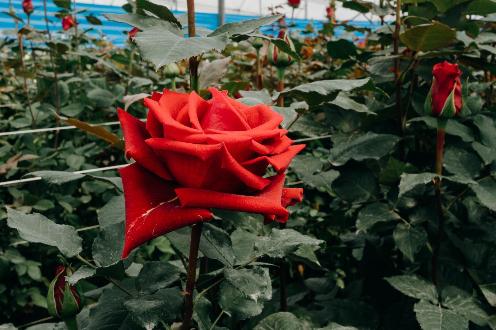 Colombia's Roses