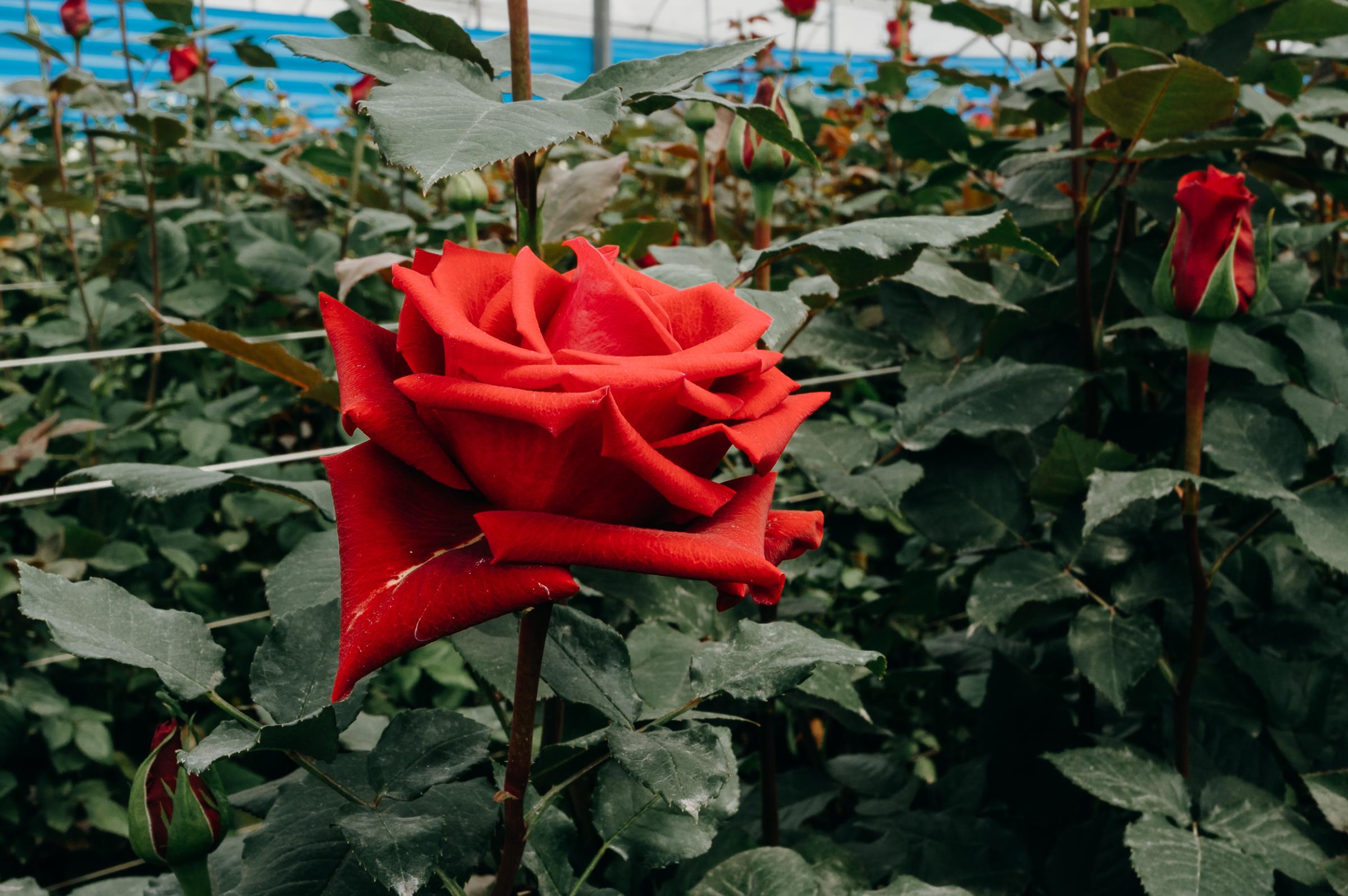 Colombia's Roses - 