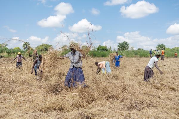 Image from Photography - Ndaapi Organic Farmers Association members turning...