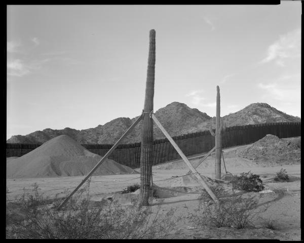 Replanted Saguaros, Barry Goldwater Range, Arizona, 2021  In this landscape, the environment has often been disregarded. &nbsp;But here, these replanted saguaro cacti seem to have more value to those in charge, than the life of the people on the other side of the wall.