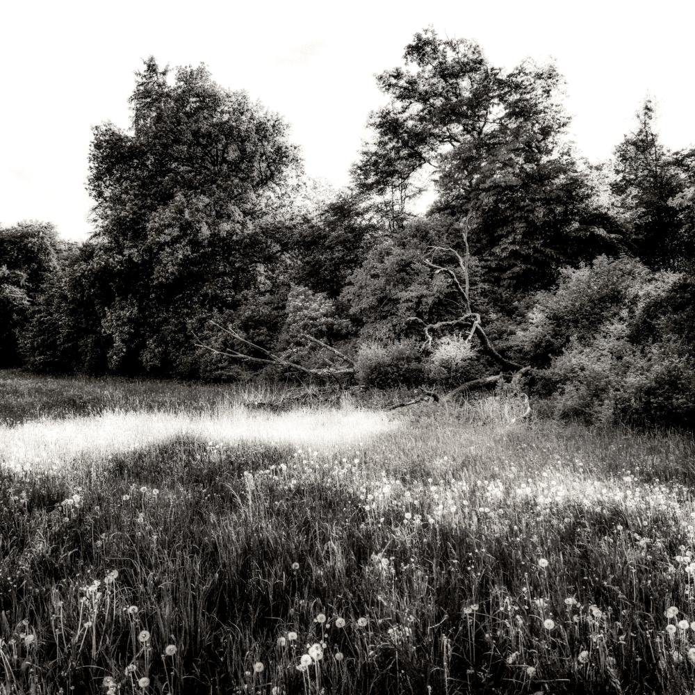By the Lake, in the Forest and in the Meadow -  The Meadow shines in all it&rsquo;s Glory  | Gauting