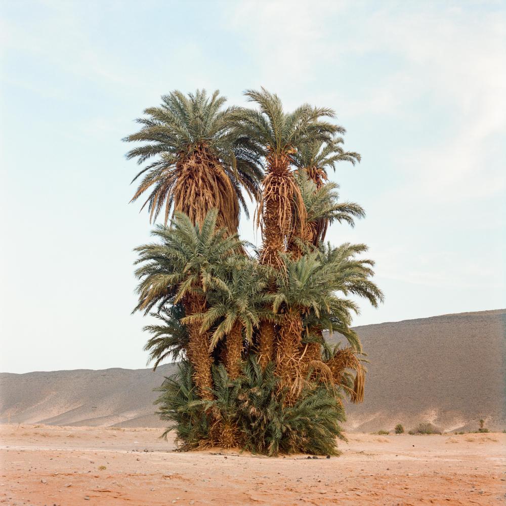  Cluster of palm trees, Assa, 2...mp;nbsp; &nbsp; &nbsp; 